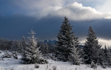 Don tarafından kaplı göknar