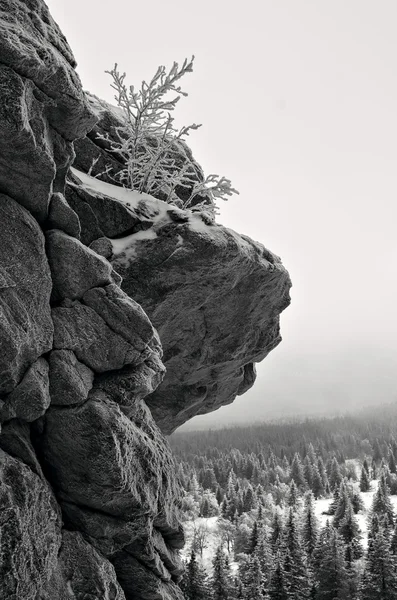 Árvore congelada na rocha — Fotografia de Stock