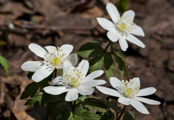 Primeiras flores de primavera — Fotografia de Stock