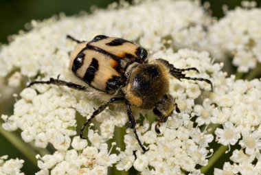 Trichius fasciatus böceği