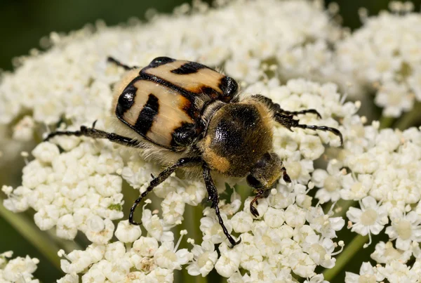 Trichius fasciatus жук — стоковое фото