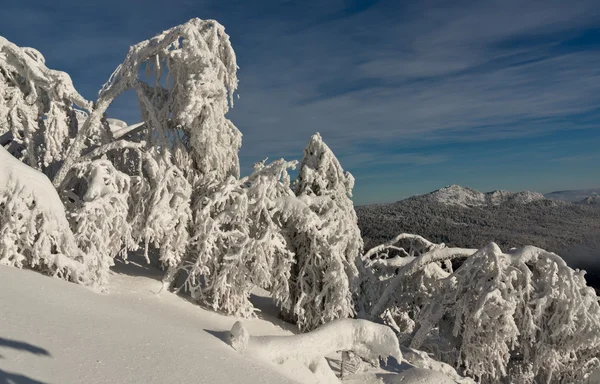 Árboles congelados y montaña — Foto de Stock