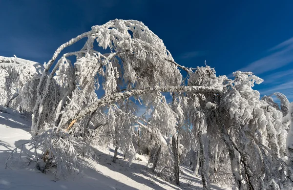 Declinate structuren in winter forest — Stockfoto