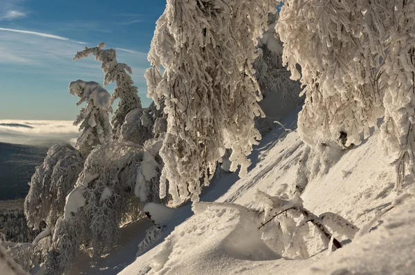 Declinate stromy na horském svahu — Stock fotografie