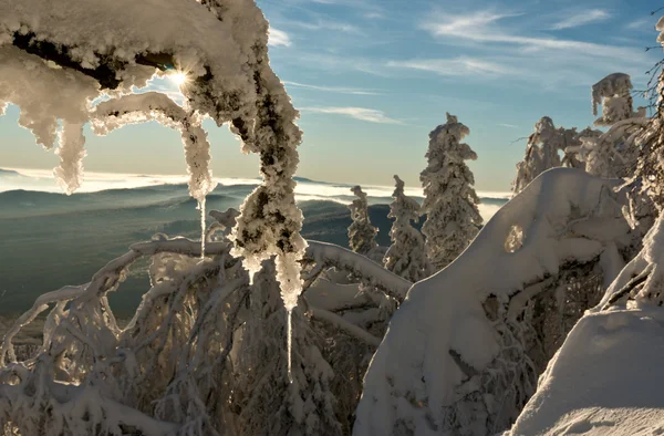 Buz sarkıtları ile dondurulmuş Şubesi — Stok fotoğraf