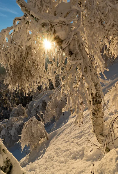 Bevroren bomen op een helling — Stockfoto