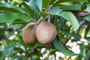 Ağaç, meyve arka plan üzerinde sapodilla