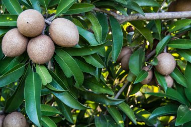Ağaç, meyve arka plan üzerinde sapodilla