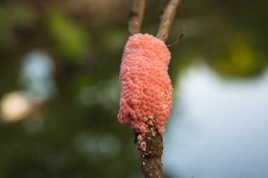 elma salyangoz yumurta.