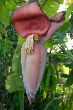 Genç muz çiçeği yakın çekim