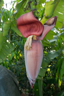 Genç muz çiçeği yakın çekim