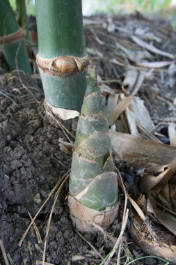 Bud bambu Tayland bir evin bahçesinde.