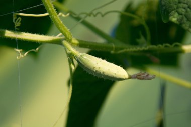 Bahçede salatalık yetiştiriyorum.