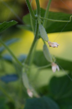 Bahçede salatalık yetiştiriyorum.