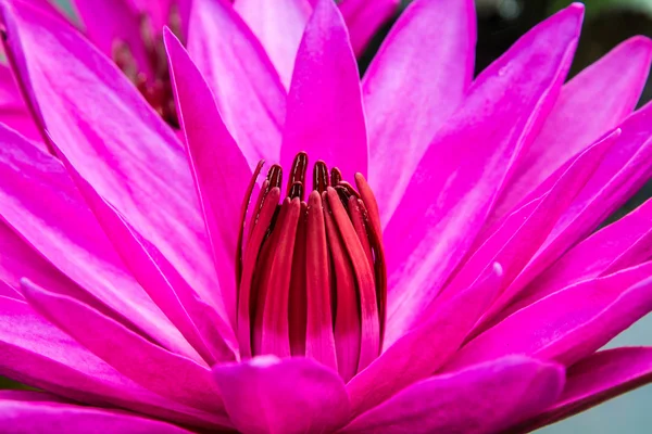 Lótus rosa na lagoa como estilo de flor . — Fotografia de Stock