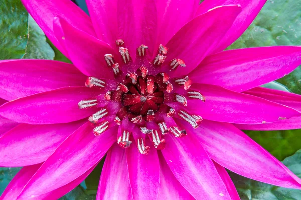 Loto rosa nello stagno come stile fiore . — Foto Stock