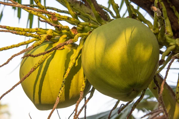 Groene kokosnoot boom — Stockfoto