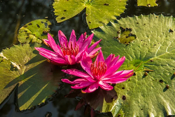 Pink lotus in the pond as flower style. — Stock Photo, Image