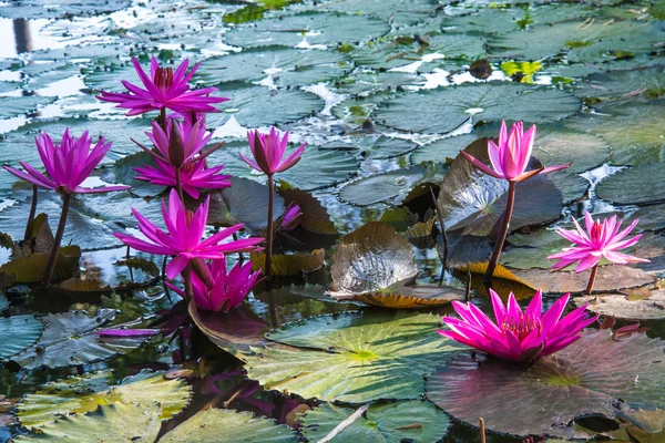 Pink lotus in the pond as flower style. — Stock Photo, Image