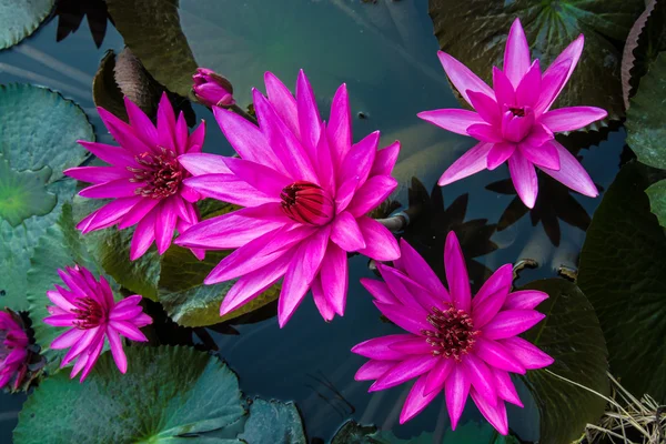 Pink lotus in the pond as flower style. — Stock Photo, Image