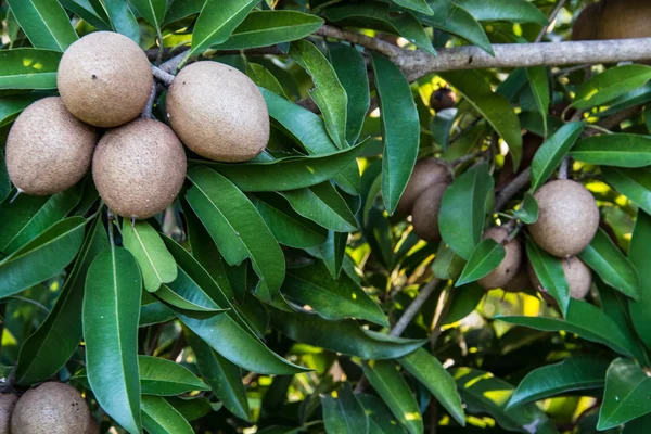 Sapodilla auf Baum, Frucht Hintergrund — Stockfoto
