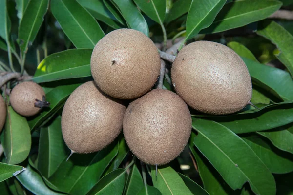 Sapodilla op boom, Fruit achtergrond — Stockfoto