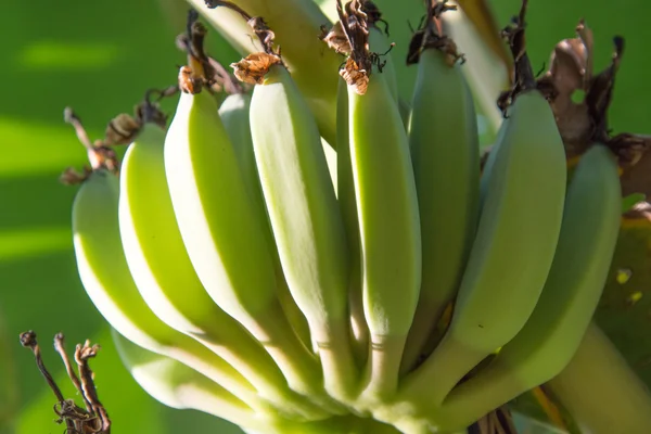 Banana fresca no jardim de uma casa na Tailândia . — Fotografia de Stock