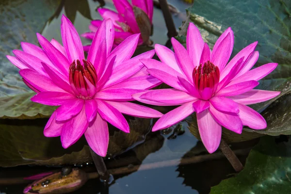 Pembe lotus çiçek stili olarak havuzda. — Stok fotoğraf