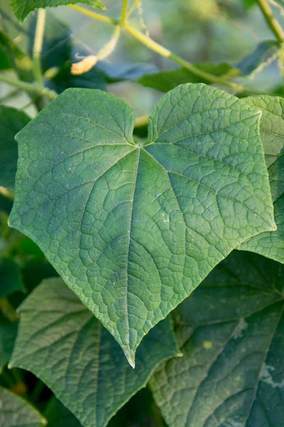 Cucumbers with leaves on tree — Stock Photo, Image