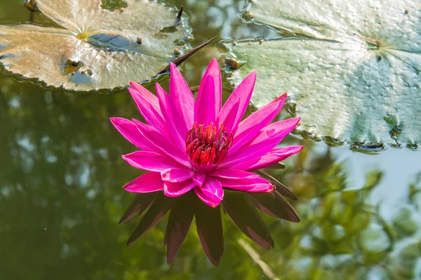 Pink lotus in the pond as flower style. — Stock Photo, Image