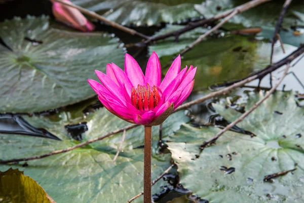 Pink lotus in the pond as flower style. — Stock Photo, Image