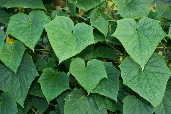 Cucumbers with leaves on tree — Stock Photo, Image