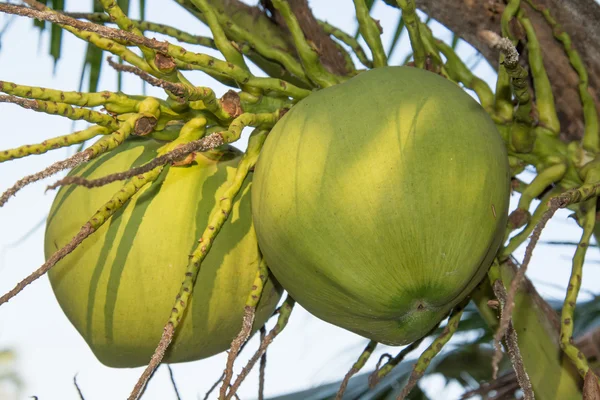 Noix de coco verte à l'arbre — Photo