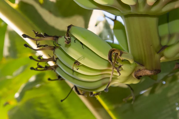 Plátano fresco en el jardín de una casa en Tailandia . — Foto de Stock