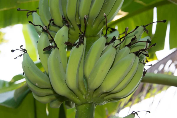 Verse bananen in de tuin van een huis in Thailand. — Stockfoto