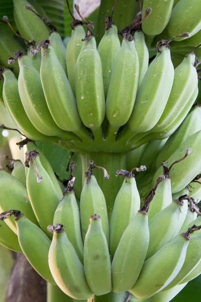 Banana fresca no jardim de uma casa na Tailândia . — Fotografia de Stock