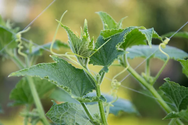 Cucumbers with leaves on tree — Stock Photo, Image