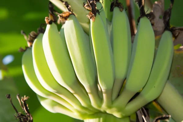Fresh banana in the garden of a house in Thailand. — Stock Photo, Image