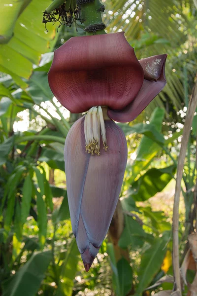 Jeune fleur de bananier gros plan — Photo