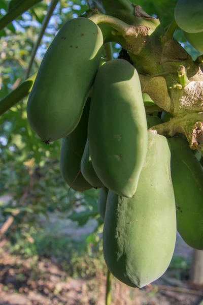 Papaya su impianto l'albero di papaya — Foto Stock