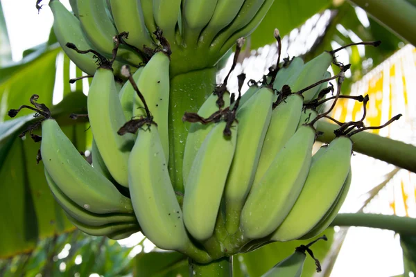 Banana fresca no jardim de uma casa na Tailândia . — Fotografia de Stock