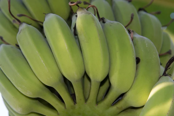 Verse bananen in de tuin van een huis in Thailand. — Stockfoto