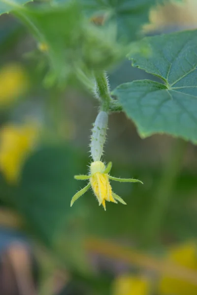 Growing cucumbers in the garden — Stock Photo, Image