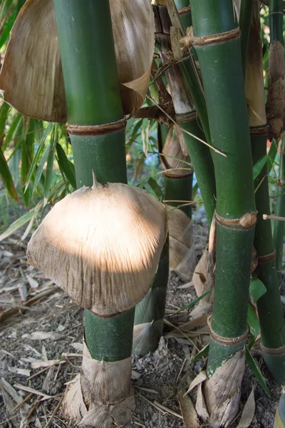 Bud Bamboo in de tuin van een huis in Thailand. — Stockfoto