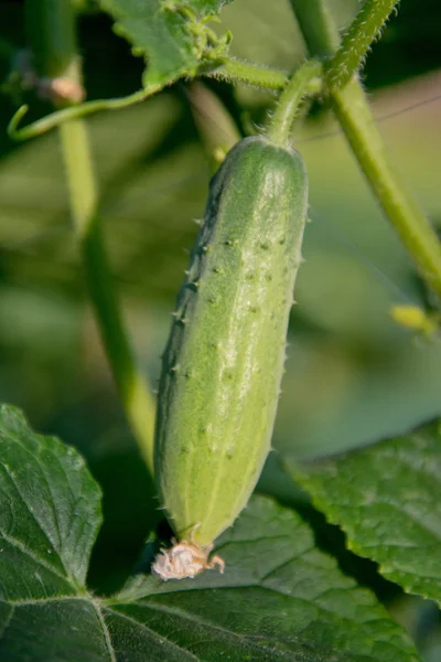 Gurken im Garten anbauen — Stockfoto