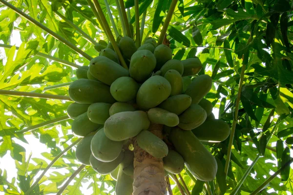 Papaya sobre la planta el árbol de papaya — Foto de Stock