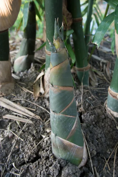 Bud Bambú en el jardín de una casa en Tailandia . — Foto de Stock