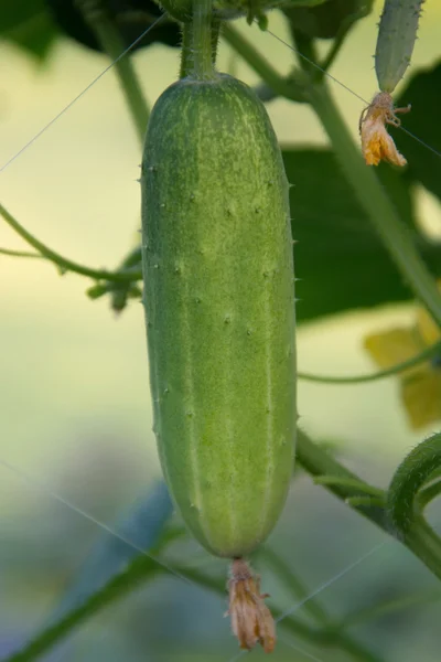 El cultivo de pepinos en el jardín — Foto de Stock