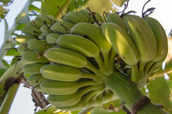 Verse bananen in de tuin van een huis in Thailand. — Stockfoto