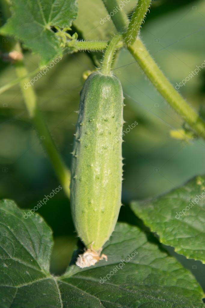 Gurken Im Garten Wachsen Stockfoto C Photomyheart 58234155